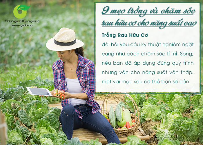 9 mẹo phải biết nếu muốn trồng rau hữu cơ cho năng suất cao