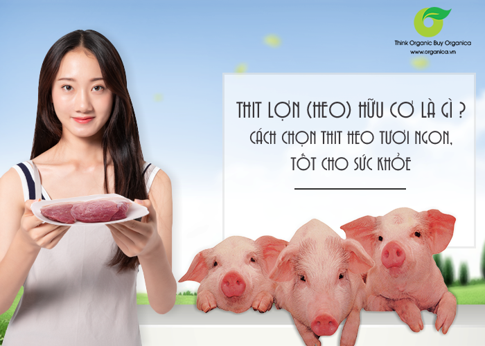 Thịt lợn (heo) hữu cơ là gì? Cách chọn thịt heo tươi ngon, tốt cho sức khỏe