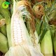 Organic White Corn
