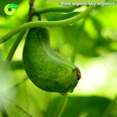 Organic Cucumber - Organically Grown