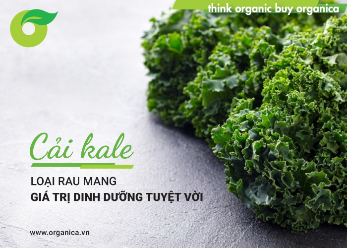 Cải kale - Loại rau mang giá trị dinh dưỡng tuyệt vời