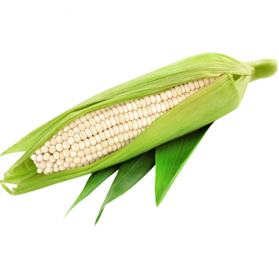 Organic White Corn