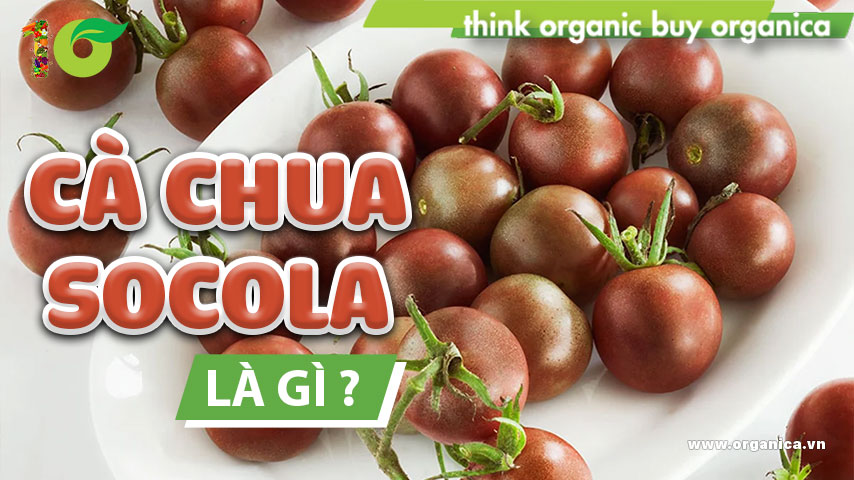 Cà chua socola là gì? Những lợi ích tuyệt vời từ cà chua socola đối với sức khỏe