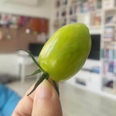 Cà chua bi ngọc bích